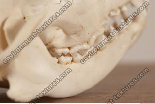 photo reference of skull 0042